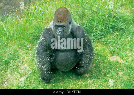 Portrait d'un gorille dos argenté Banque D'Images