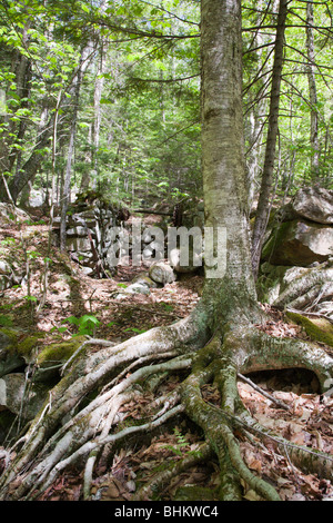 Thornton Gore qui était un vieux hill farm community abandonné au 19e siècle. Situé dans la région de Thornton, New Hampshire Banque D'Images