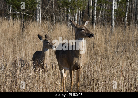 Whtie le cerf de Virginie Banque D'Images