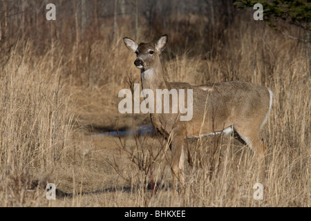 Whtie le cerf de Virginie Banque D'Images