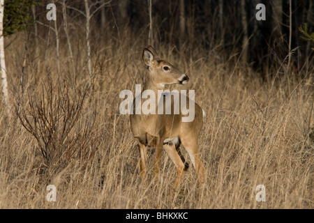 Whtie le cerf de Virginie Banque D'Images