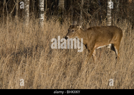 Whtie le cerf de Virginie Banque D'Images