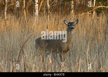 Whtie le cerf de Virginie Banque D'Images