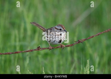 Bruant chanteur Banque D'Images