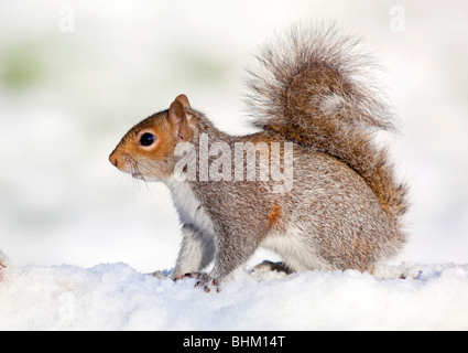 L'écureuil gris Sciurus carolinensis ; ; dans la neige Banque D'Images