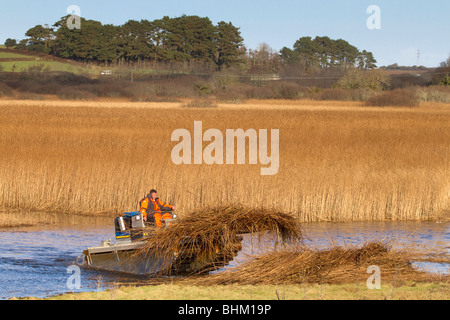 Reed ; COUPE ; Cornwall Marazion Marsh Banque D'Images