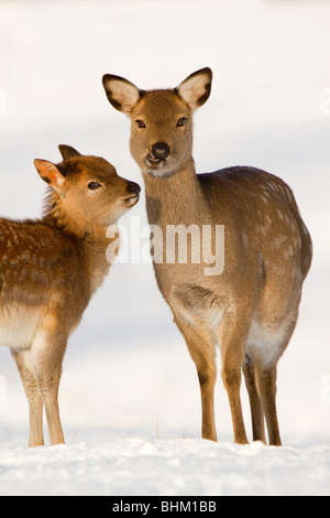 Le cerf sika ; Cervus nippon ; dans la neige Banque D'Images