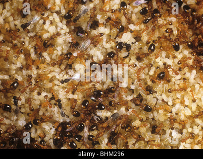 Pharaons Monomorium pharaonis (ant), les travailleurs adultes ailés, les œufs et les chrysalides Banque D'Images