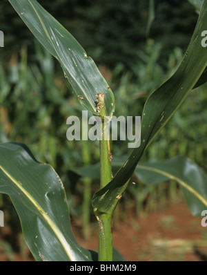 Pyrale du maïs (Ostrinia nubialis) dommages aux tiges de maïs ou de maïs Banque D'Images