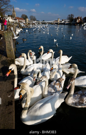 Un troupeau de cygnes tuberculés sur la Tamise à Marlow Buckinghamshire UK Banque D'Images