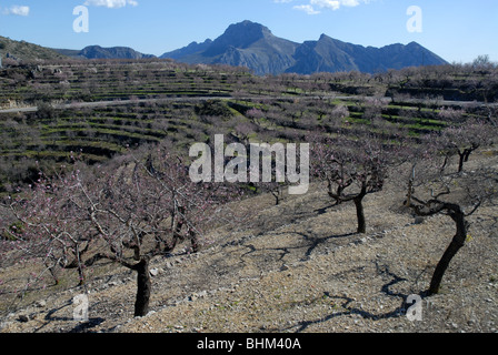 Mountan terrasses des amandiers avec blossom dans les montagnes près de Tarbena Alicante, Province, Comunidad Valencia, Espagne Banque D'Images