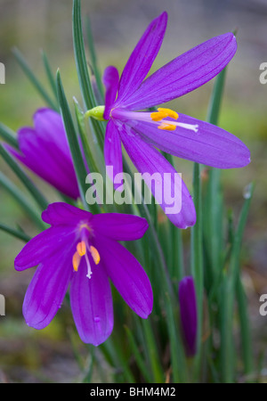 Grass Widow (Sisyrinchium douglaii), dans la gorge du Columbia, Washington, États-Unis Banque D'Images