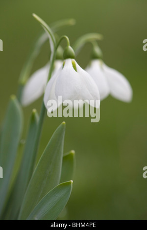 Une fleur ou Galanthus 'Snow Drop' une floraison au début du printemps dans l'Oregon, USA Banque D'Images