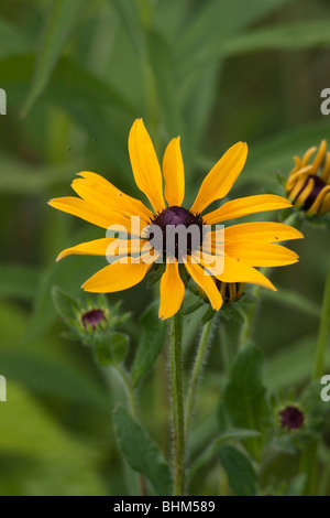 Black-eyed Susan Banque D'Images