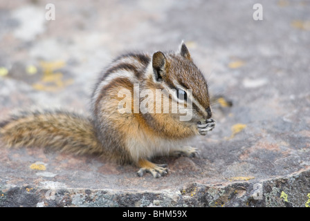 Le tamia mineur dans le Parc National de Yellowstone Banque D'Images