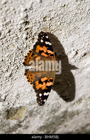Papillon belle dame sur mur extérieur. Également connu sous le nom de Vanessa cardui papillon. Banque D'Images