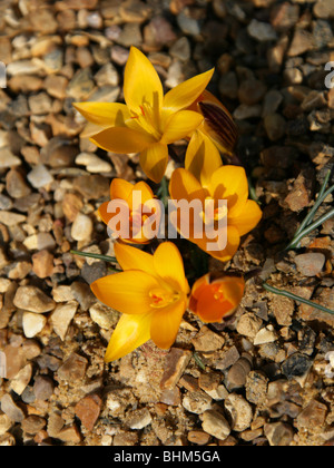 Drap d'or, Cloth-Of-or, le Crocus angustifolius, Iridaceae, au sud-ouest de la Russie Banque D'Images