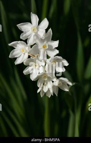 Paper-White Paper-White la jonquille, Narcisse, Narcisse Paperwhite, Narcissus papyraceus, Amaryllidaceae, Méditerranée Occidentale Banque D'Images