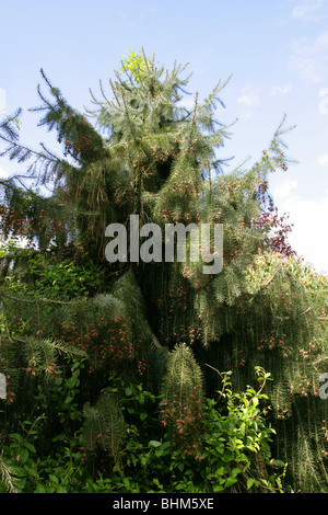 Les cônes de l'épinette Brewer Brewer's aka, Picea breweriana Weeping Spruce, Pinaceae Banque D'Images