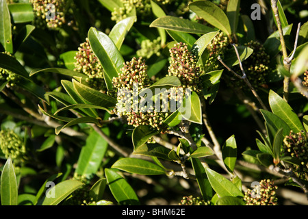 Caryopteris x confusa 'Kew Green', Rutacées, le Japon, la Chine et l'Asie. Banque D'Images