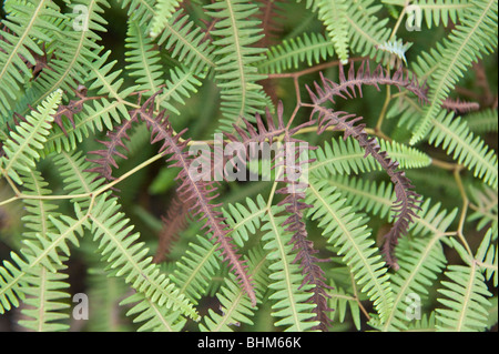 Fougère Dicranopteris linearis (Forking) Programme Iwokrama Rainforest Bouclier de Guyane Guyane Amérique du Sud Octobre Banque D'Images
