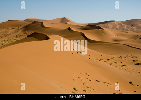 Dunes rouges du désert du Namib, en fin d'après-midi, belle lumière, golden sands Banque D'Images