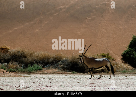 Gemsbok tournant entre hautes dunes du désert de Namib. Les antilopes oryx Banque D'Images