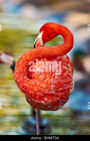Photographie couleur de Flamingo debout sur une jambe. Tourné au Zoo de San Diego à San Diego, CA. Banque D'Images
