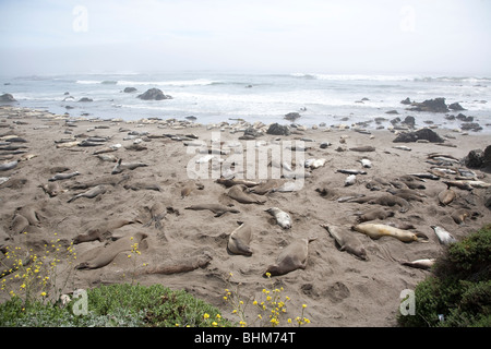 Les éléphants de mer portant sur une plage de la californie centrale la mue Banque D'Images