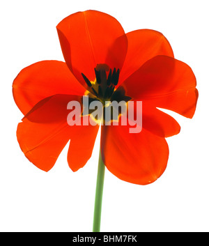 Numérisation directe d'une tulipe rouge. Cut-out isolé sur fond blanc. découpe découpe bhz Banque D'Images