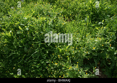 Fleurs et plantes Banque D'Images