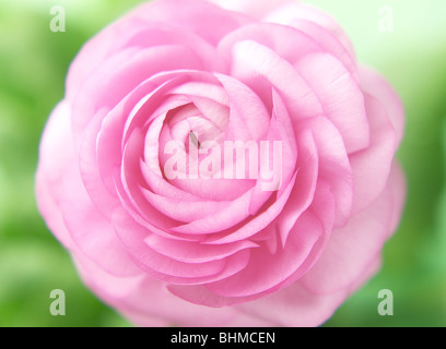 Ranunculus asiaticus renoncule persan rose fleur Banque D'Images