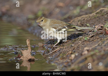 Chaffinch commun féminin par un étang Banque D'Images