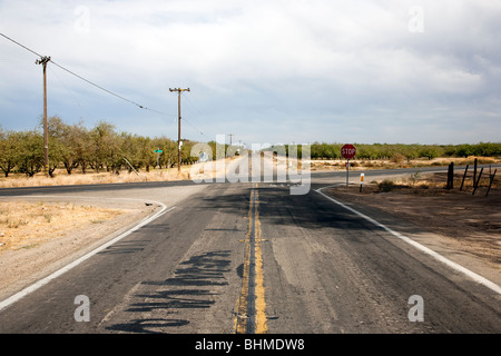 Plantation le long de routes de campagne, en Californie, Etats-Unis Banque D'Images