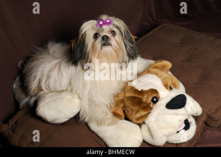 Shih-tzu portrait de chien avec un doggy toy plush, femme huit mois Banque D'Images