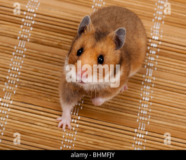 Hamster de Syrie, ou d'or, ou Goldhamster (Mesocricetus auratus). La photo est faite en studio. Banque D'Images