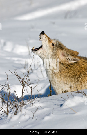 Howling Coyote Canis latrans Amérique du Nord occidentale Banque D'Images