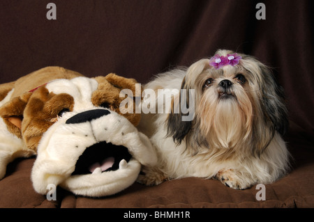 Shih-tzu portrait de chien avec un doggy toy plush, femme huit mois Banque D'Images