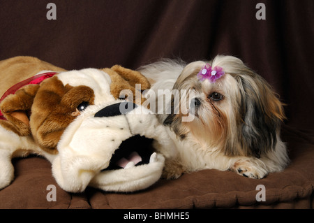 Shih-tzu portrait de chien avec un doggy toy plush, femme huit mois Banque D'Images