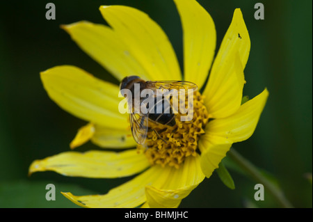 Fly Drone [Hoverfly] (Eristalis pertinax) Banque D'Images