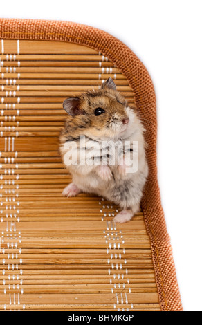 Russe blanc hiver hamster nain. La photo est faite en studio. Banque D'Images
