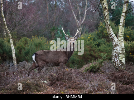 Cerf Le cerf sika , à Arne, dans le Dorset, Perbecks,Angleterre, Grande-Bretagne, Royaume-Uni., Banque D'Images