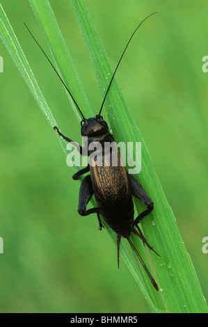 Grillon (Gryllus espèces) reposant sur des brins d'herbe, de l'Est de l'Amérique, par aller Moody/Dembinsky Assoc Photo Banque D'Images