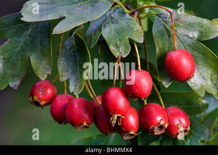 Politique L'aubépine (Crataegus monogyna) montrant les feuilles et les fruits rouges, Belgique Banque D'Images