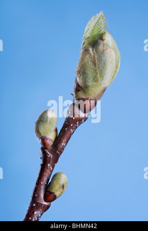 Sweet Chestnut / Marron (Castanea sativa) bourgeons et feuilles nouvelles Banque D'Images
