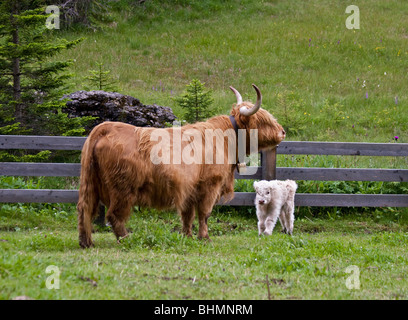 Highland cattle, Val di Sesto, Dolomites, Italie Banque D'Images