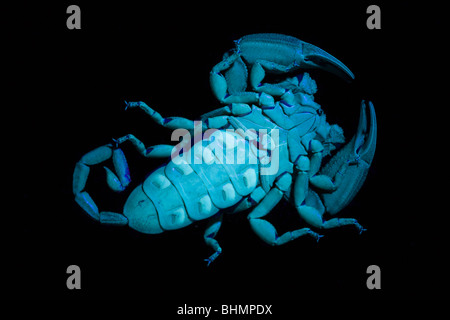 La face inférieure, y compris les pectines, d'un rocher plat scorpion (Hadogenes troglodytes) vue sous la lumière UV. Banque D'Images