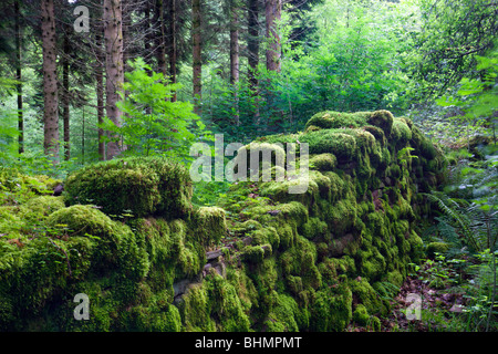 Moss couverts vestiges d'un mur en pierre sèche dans une forêt, parc national de Brecon Beacons, Powys, Wales, UK. L'été (juillet) 2009 Banque D'Images