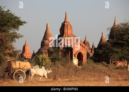 Le Myanmar, Birmanie, Bagan, oxcart parmi les temples Banque D'Images