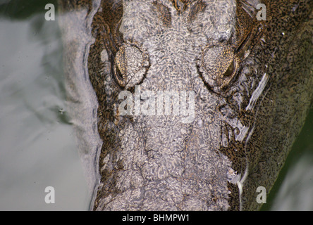 Visage d'un Crocodile du Nil dans l'eau sur la tête Banque D'Images